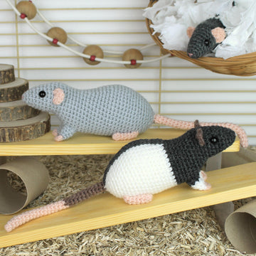 Fancy rats