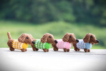 Mini Dachshund in Sweater